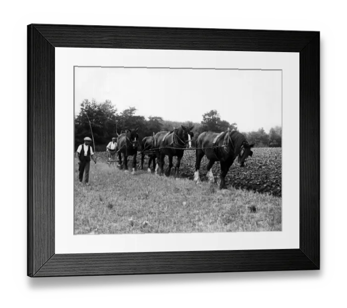Framed Print : Ploughing in Paddock Wood, Kent in 1937 Framed Print : Ploughing in Paddock Wood, Kent in 1937