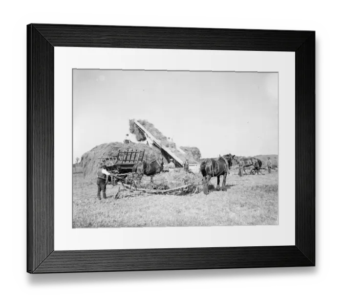Framed Print : Farm workers in Farningham with his horse team collect hay. 1935 Framed Print : Farm workers in Farningham with his horse team collect hay. 1935