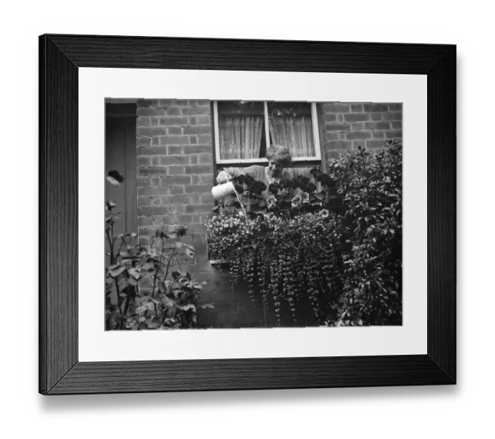 Framed Print : Mrs Annie Longhurst, window box prize winner at Crockenhill. 1938 Framed Print : Mrs Annie Longhurst, window box prize winner at Crockenhill. 1938