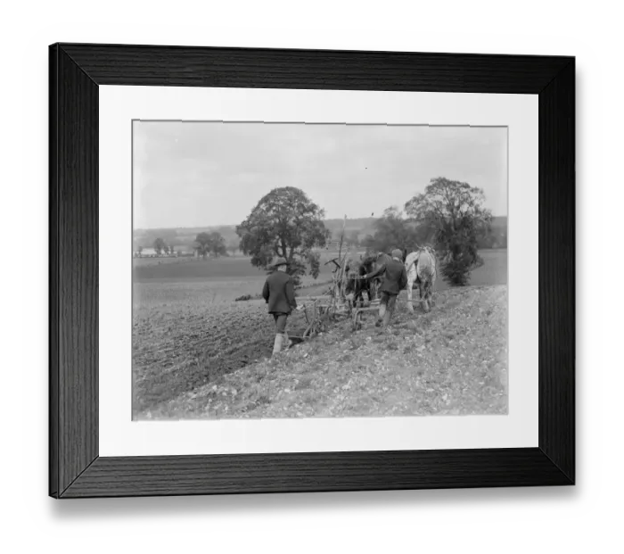 Framed Print : A farmer and his team of horses plough a field. 1935