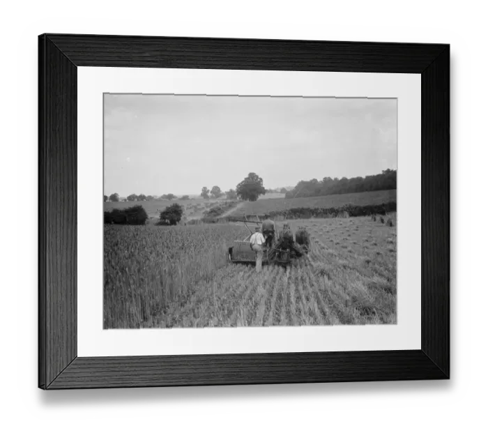 Framed Print : Harvesting. 1937 Framed Print : Harvesting. 1937