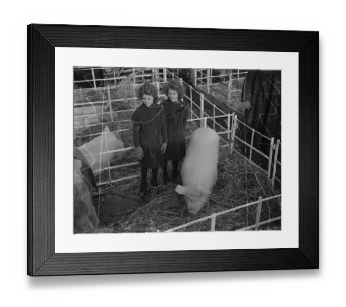 Framed Print : Dartford Fs Show. Pig and twins. 1934 Framed Print : Dartford Fs Show. Pig and twins. 1934