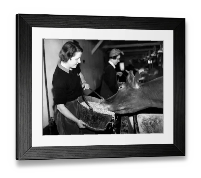 Framed Print : Land girls manage a dairy farm in Hartley, Kent. 4th January 1940 Framed Print : Land girls manage a dairy farm in Hartley, Kent. 4th January 1940