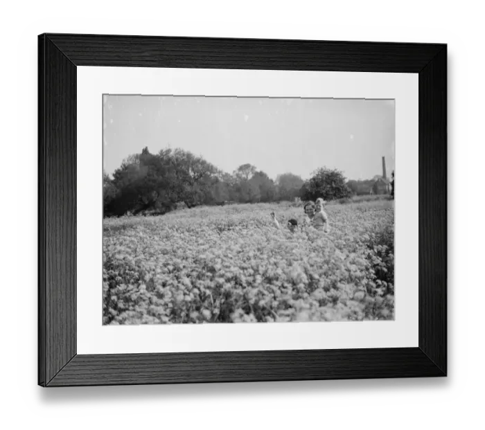 Framed Print : Mrs Francis and children walking through a field of cowslips. 1936
