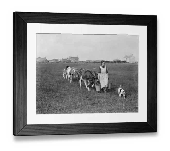 Framed Print : Cows following the farmer with the feed. 1936 Framed Print : Cows following the farmer with the feed. 1936