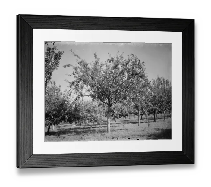 Framed Print : Apple trees at the East Malling Research Station. 26 September 1937 Framed Print : Apple trees at the East Malling Research Station. 26 September 1937