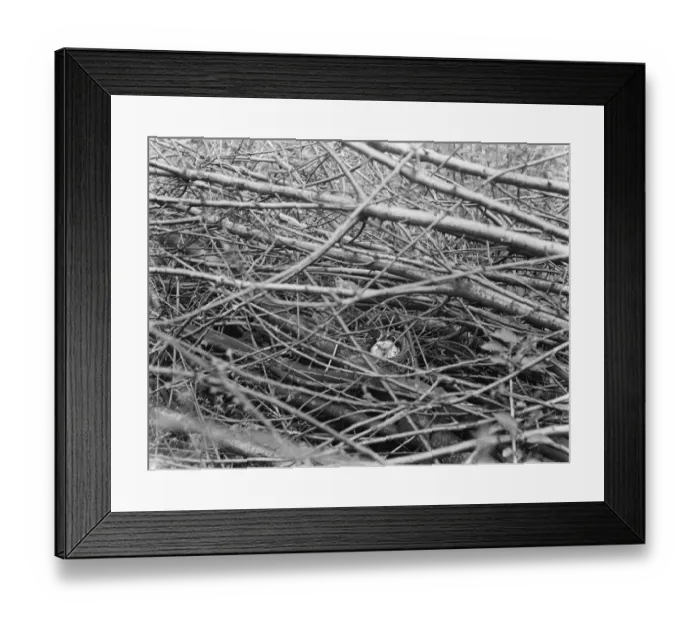 Framed Print : White blackbird sitting on its eggs in Westerham, Kent. 1937