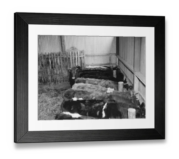 Framed Print : Bullocks in the cattle shed feeding. 1936