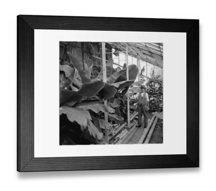 Framed Print : Banana plants being cared for in Crockenhill, Kent. 1936 Framed Print : Banana plants being cared for in Crockenhill, Kent. 1936