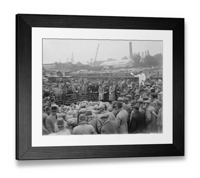 Framed Print : Sheep sale in Maidstone, Kent. 1936 Framed Print : Sheep sale in Maidstone, Kent. 1936