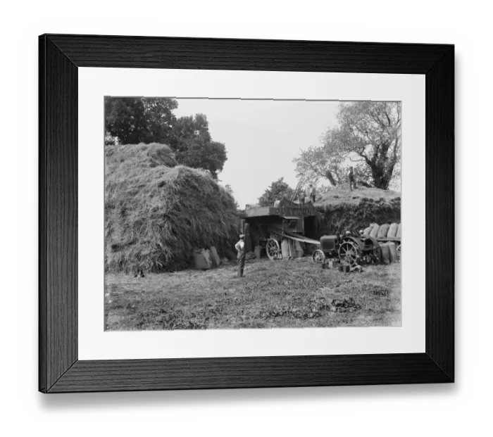Framed Print : Farm workers at work using a portable steam engine and belt-driven threshing machine Framed Print : Farm workers at work using a portable steam engine and belt-driven threshing machine