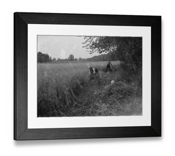 Framed Print : Harvesting edges round the field. 1937 Framed Print : Harvesting edges round the field. 1937