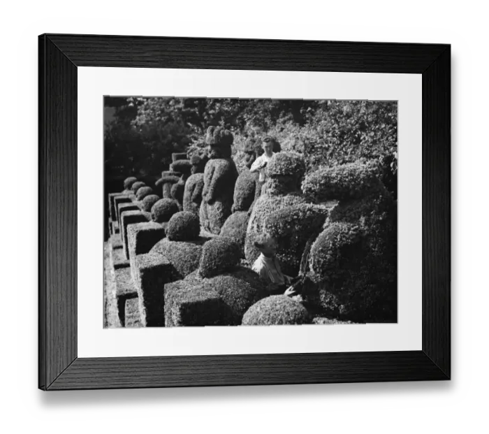 Framed Print : A groundsman trims the topiary figures at Hever Castle. 1938 Framed Print : A groundsman trims the topiary figures at Hever Castle. 1938