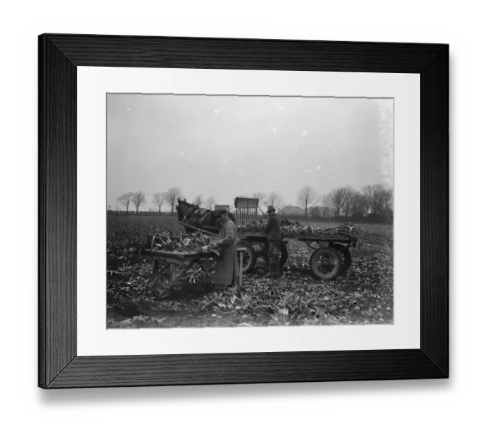 Framed Print : Bunching leeks together on a cart in Dartford marshes. 1939 Framed Print : Bunching leeks together on a cart in Dartford marshes. 1939