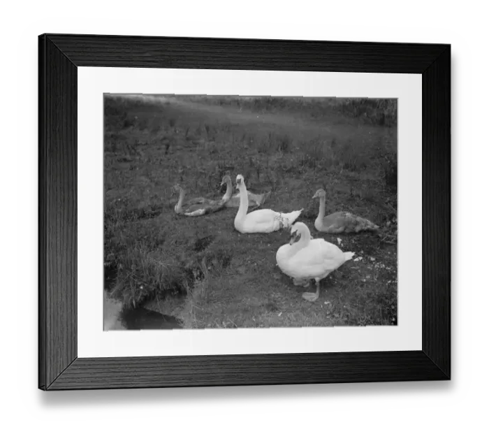 Framed Print : Swans and cygnets. 1937
