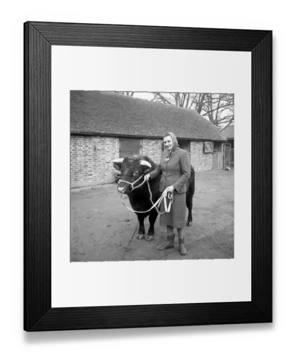 Framed Print : Mrs O M Fenwick with Watstock Despot a pedigree Sussex bull. Watstock Farm, Chiddingstone Framed Print : Mrs O M Fenwick with Watstock Despot a pedigree Sussex bull. Watstock Farm, Chiddingstone