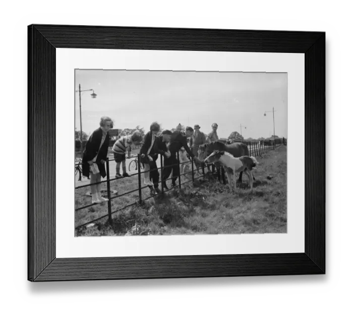 Framed Print : A group feeds a mare and colt in a field by the side of a road in Eltham, Kent. 1938 Framed Print : A group feeds a mare and colt in a field by the side of a road in Eltham, Kent. 1938