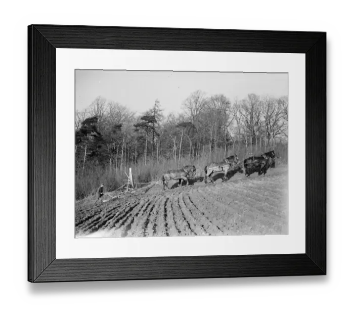 Framed Print : A farmer and his horse team plough a field in the Darenth Valley in Kent. 1937 Framed Print : A farmer and his horse team plough a field in the Darenth Valley in Kent. 1937