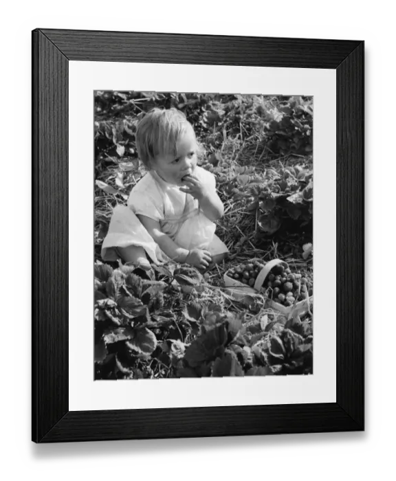 Framed Print : For the first time (since pre-war days) a Kent strawberry field has been thrown open Framed Print : For the first time (since pre-war days) a Kent strawberry field has been thrown open