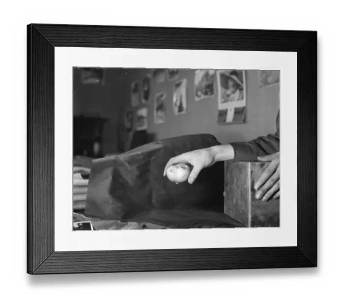 Framed Print : Freak apple growth in Swanley, Kent. 3 October 1937 Framed Print : Freak apple growth in Swanley, Kent. 3 October 1937