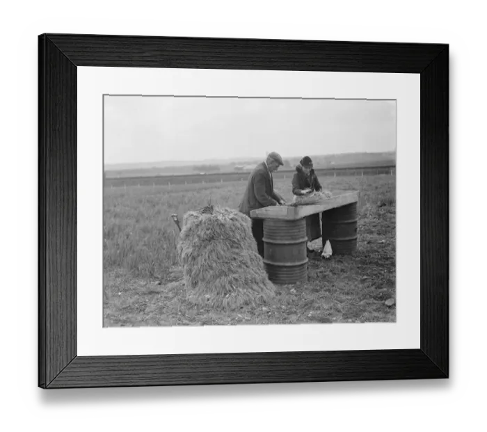 Framed Print : Collecting the spring onion crop in Hextable, Kent. 1939 Framed Print : Collecting the spring onion crop in Hextable, Kent. 1939
