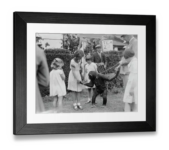 Framed Print : Children at the Dartford Carnival shake hands with a chimpanzee. 1937 Framed Print : Children at the Dartford Carnival shake hands with a chimpanzee. 1937