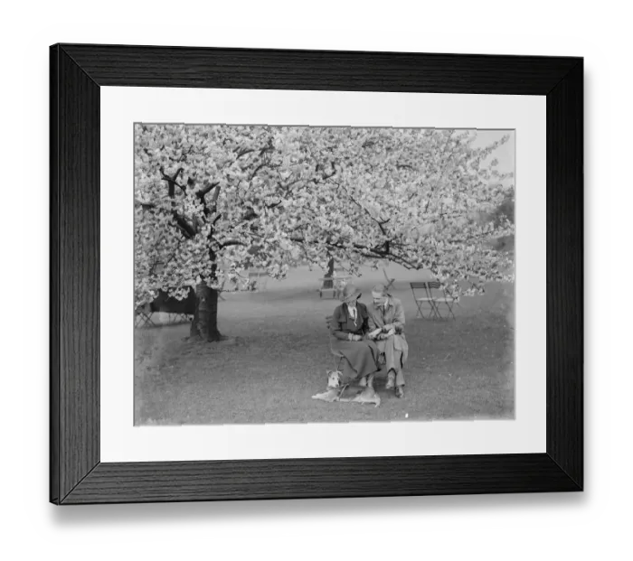 Framed Print : Orchard blossom. 1935 Framed Print : Orchard blossom. 1935