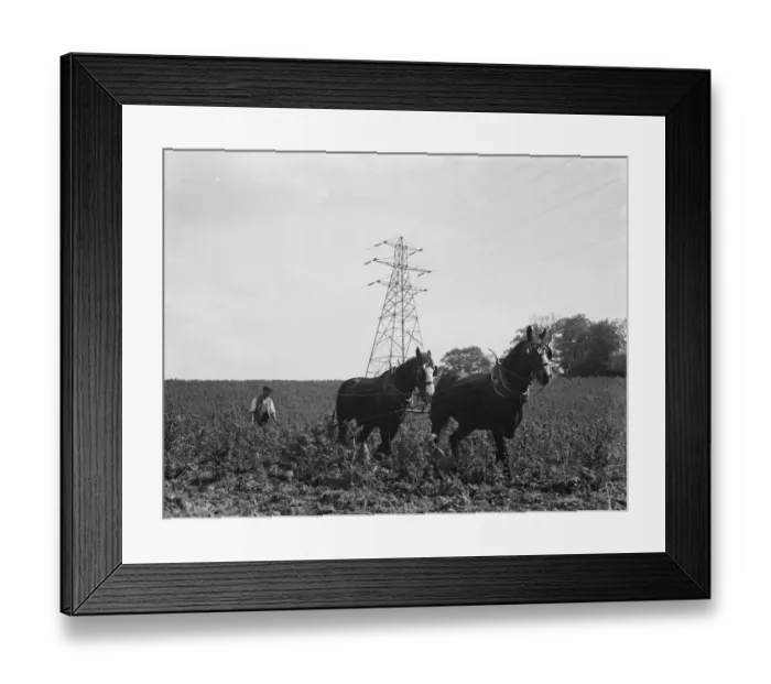 Framed Print : A team of four houses ploughing a large field in the background is a pylon Framed Print : A team of four houses ploughing a large field in the background is a pylon