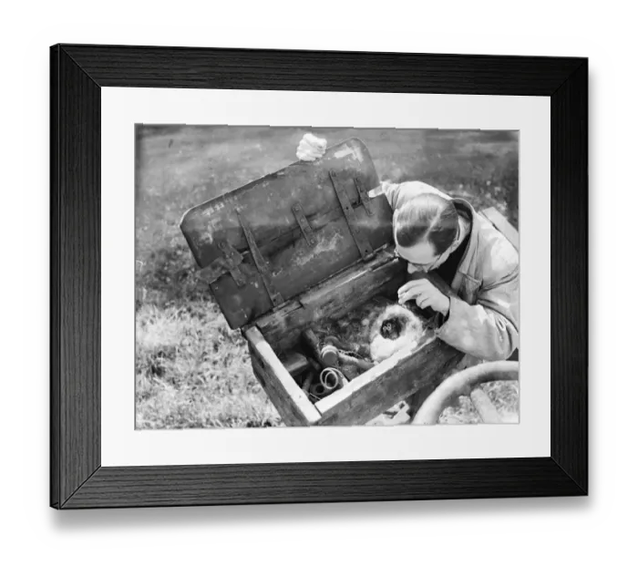 Framed Print : Tomtits nest in tool box in Lenham. 1936 Framed Print : Tomtits nest in tool box in Lenham. 1936