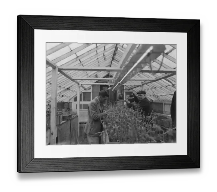 Framed Print : Testing a Handimac ultraviolet ray light for killing bugs at the East Malling Research Framed Print : Testing a Handimac ultraviolet ray light for killing bugs at the East Malling Research