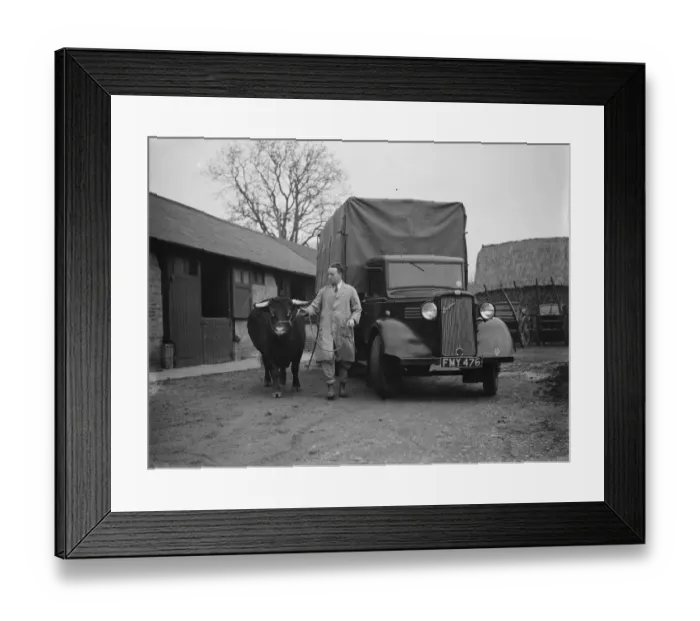 Framed Print : A bull being led awayaafter being unloaded from a truck. 1937 Framed Print : A bull being led awayaafter being unloaded from a truck. 1937
