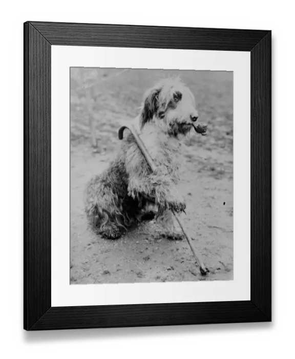 Framed Print : Mr Groombridges sheepdog poses with a pipe and a walking stick. 1936 Framed Print : Mr Groombridges sheepdog poses with a pipe and a walking stick. 1936