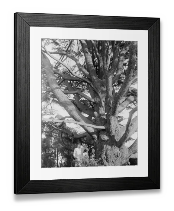 Framed Print : Cedar tree, Swanley, Kent. 1935 Framed Print : Cedar tree, Swanley, Kent. 1935