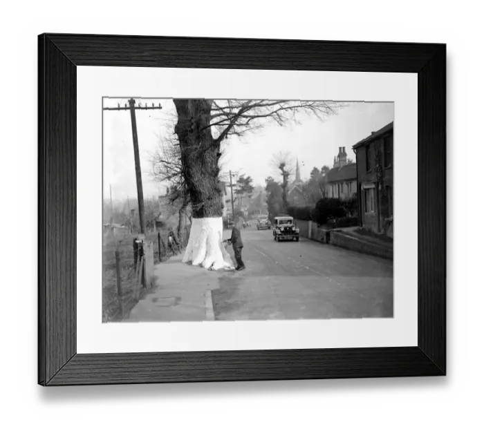Framed Print : Whitewashing the tree trunks on the roadside for safety in Eynsford, Kent. 1934 Framed Print : Whitewashing the tree trunks on the roadside for safety in Eynsford, Kent. 1934