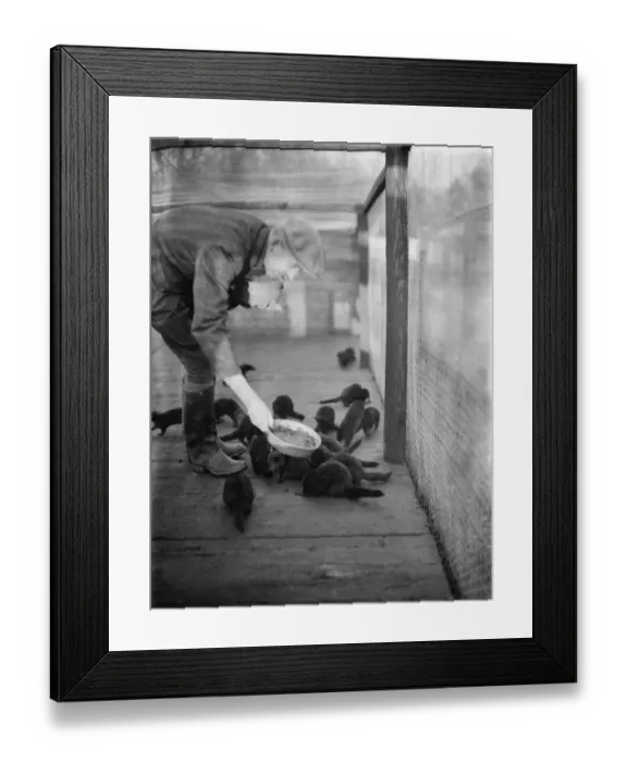 Framed Print : R H Brown feeding minks in the cage. 1937