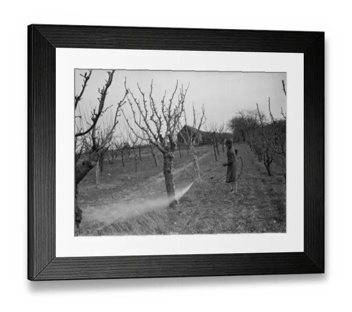 Framed Print : Spraying fruit trees against pests at Farningham, Kent. 1938 Framed Print : Spraying fruit trees against pests at Farningham, Kent. 1938