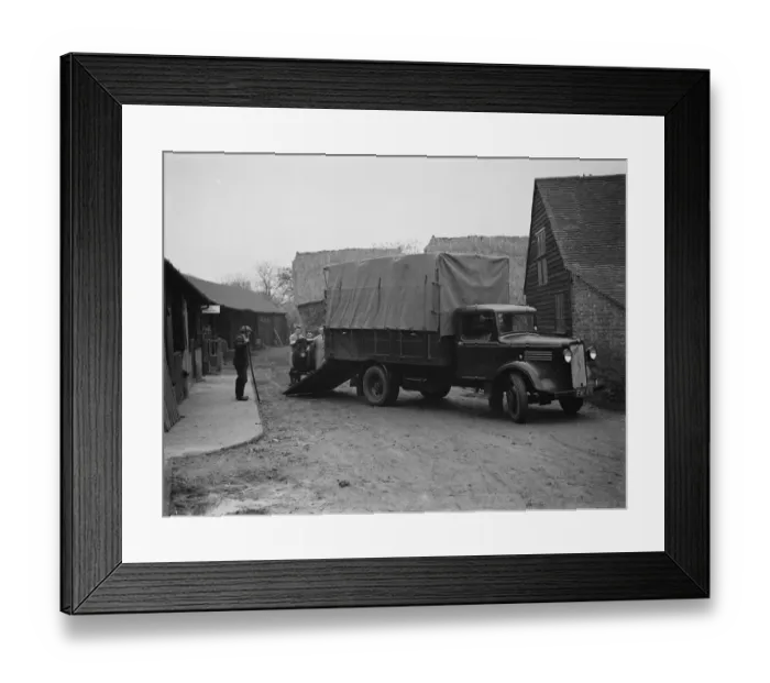 Framed Print : Cattle being loaded onto a truck at Burnham Grove Farm, Burham, Buckinghamshire Framed Print : Cattle being loaded onto a truck at Burnham Grove Farm, Burham, Buckinghamshire