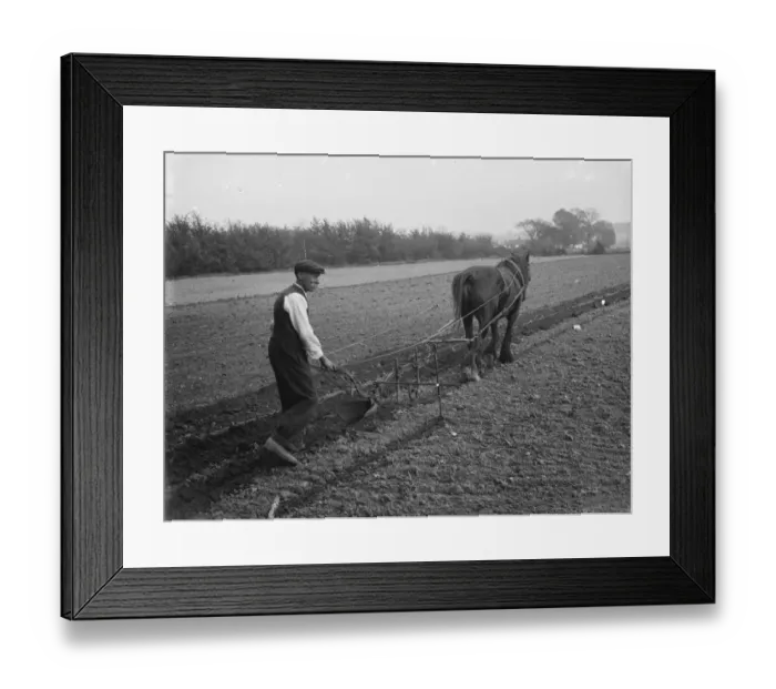 Framed Print : Ploughing. 1935 Framed Print : Ploughing. 1935