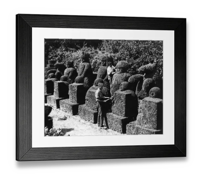Framed Print : Trimming the topiary from box hedge in the garden at Hever Castle Near Edenbridge Framed Print : Trimming the topiary from box hedge in the garden at Hever Castle Near Edenbridge