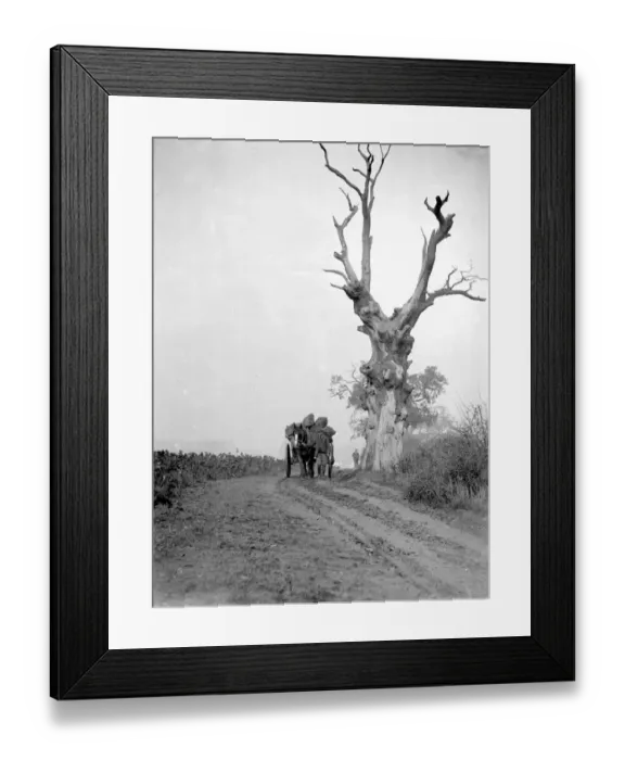 Framed Print : Farm scene. Horse and cart going past an old tree. 1934 Framed Print : Farm scene. Horse and cart going past an old tree. 1934