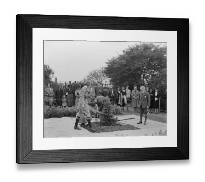 Framed Print : The Swanley Horticultural Show in Kent. Planting a coronation tree to celebrate Framed Print : The Swanley Horticultural Show in Kent. Planting a coronation tree to celebrate