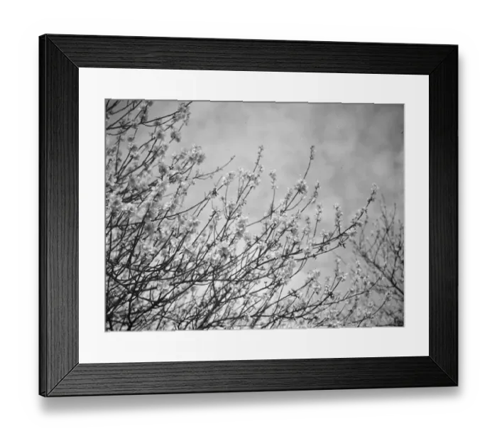 Framed Print : Blackthorn blossom in Farningham, Kent 1938 Framed Print : Blackthorn blossom in Farningham, Kent 1938