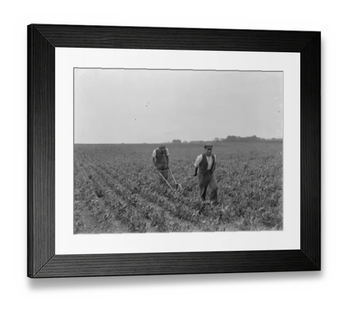Framed Print : Farm workers using a hand seeder to sow kale. 1937 Framed Print : Farm workers using a hand seeder to sow kale. 1937