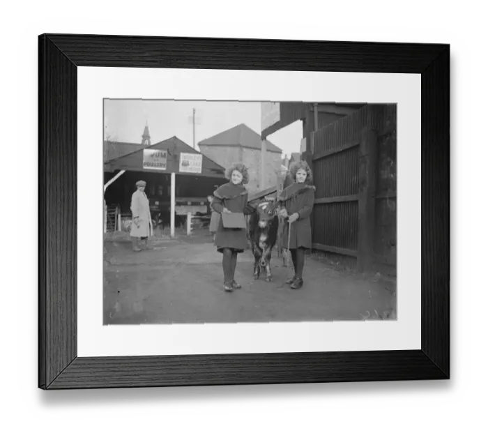 Framed Print : Dartford Fs Show. Calf and twins. 1934 Framed Print : Dartford Fs Show. Calf and twins. 1934