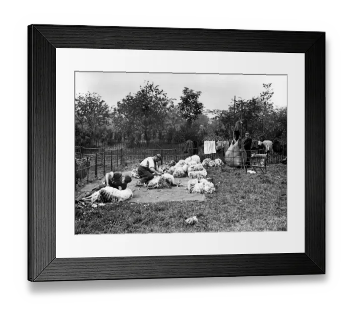 Framed Print : Sheep shearing was very hard work. A large jar, probably of ginger beer, awaits Framed Print : Sheep shearing was very hard work. A large jar, probably of ginger beer, awaits