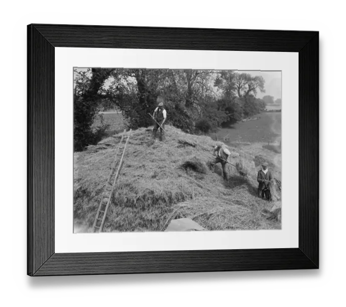 Framed Print : Farmers and farm workers opening up the stack. 1936 Framed Print : Farmers and farm workers opening up the stack. 1936