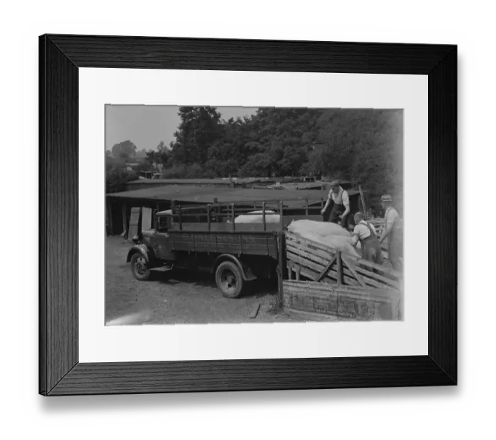 Framed Print : Pigs being herded onto the back of a G Hales and Sons contractor lorry at Hales Pig Framed Print : Pigs being herded onto the back of a G Hales and Sons contractor lorry at Hales Pig