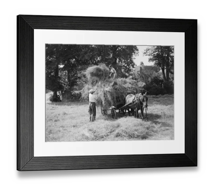 Framed Print : Haymaking on the farm. A farm worker is loading up the horse drawn cart with hay