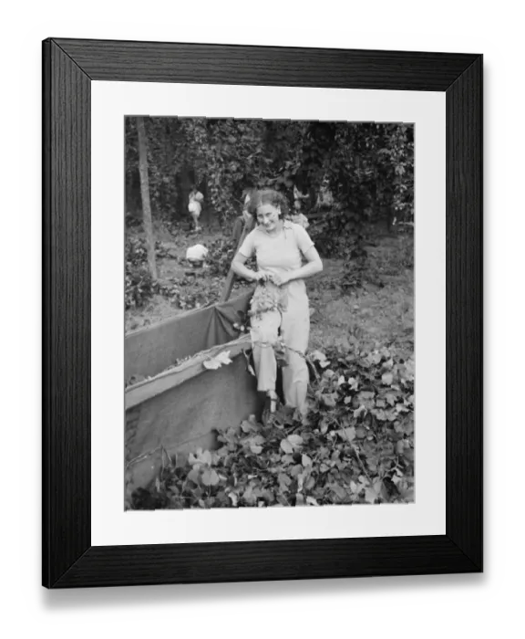 Framed Print : Hop pickers in East Peckham. 1 September 1938