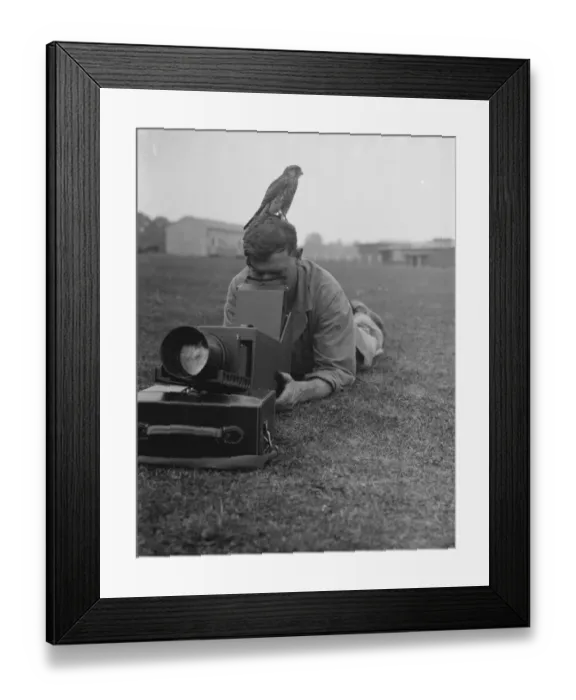 Framed Print : A cameraman takes photos while a kestrel sits waiting. 24 August 1937